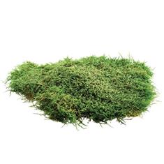Living Flat Moss