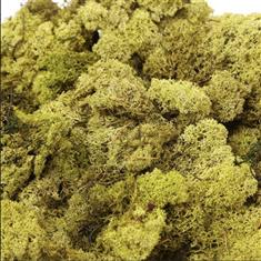Preserved Reindeer Moss - Light Green  