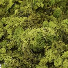 Preserved Reindeer Moss - Olive 