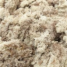 Reindeer Moss - Natural