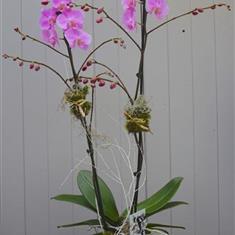 Pink Orchid Plant 